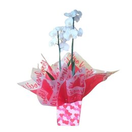 Imagem de Orquídea Phalaenopsis Presente