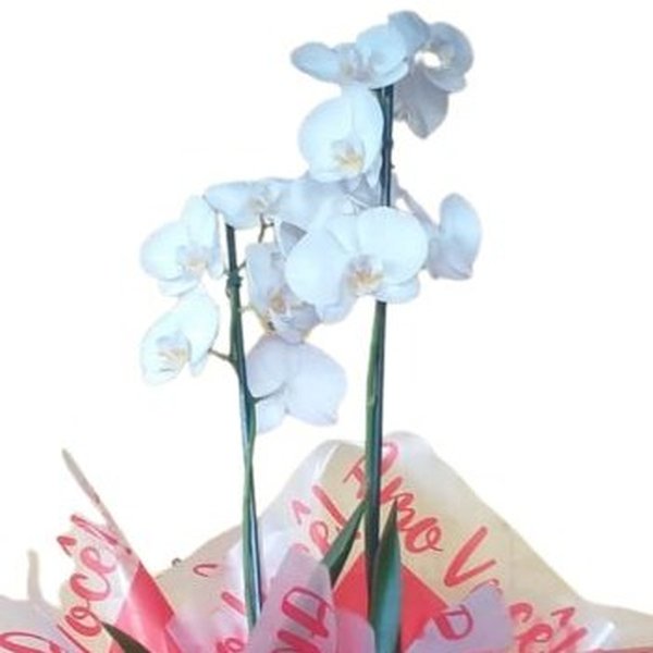 Orquídea Phalaenopsis Presente