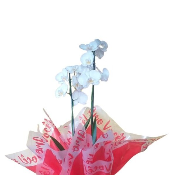 Orquídea Phalaenopsis Presente