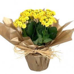 Imagem de Kalandiva Presente 