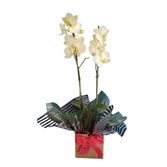 Orquidea Doce Beleza - Phalaenopsis