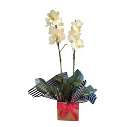 Imagem de Orquidea Doce Beleza - Phalaenopsis