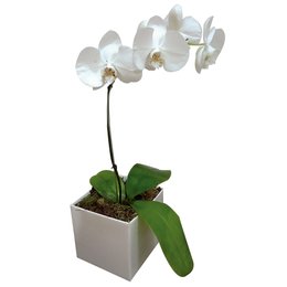 Imagem de Orquídea  Phalaenopsis  Branca No Caxhepot
