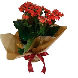 Imagem de Charmosa Flor Da Fortuna Vermelha 