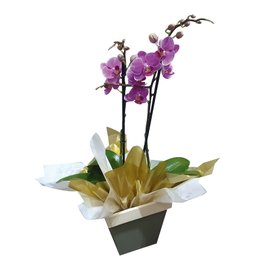 Imagem de Orquídea Bela Amore 