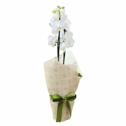 Imagem de Mini Orquídea Orvalho da Manhã