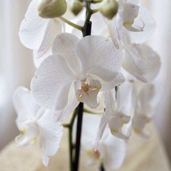 Mini Orquídea Orvalho da Manhã