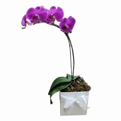 Orquídea Efeito amorosa