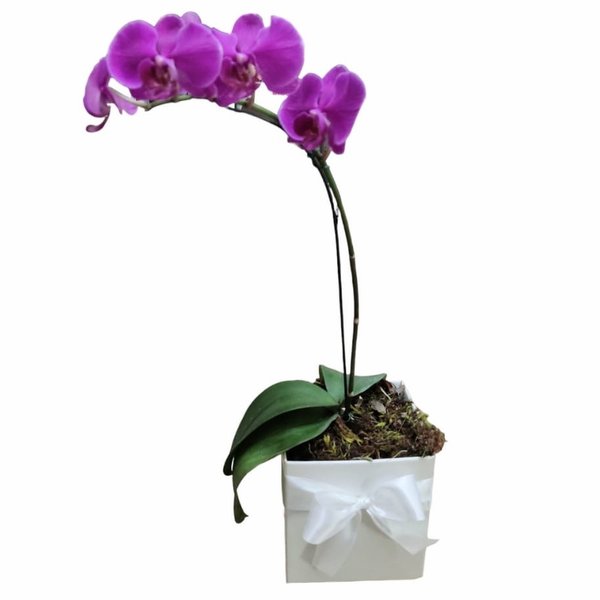Orquídea Efeito amorosa