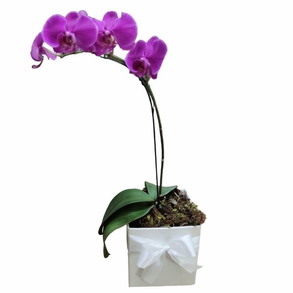 Orquídea Efeito amorosa