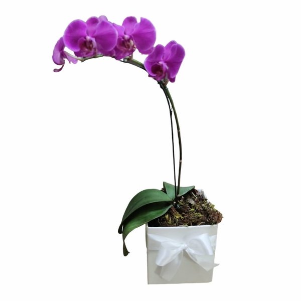 Orquídea Efeito amorosa