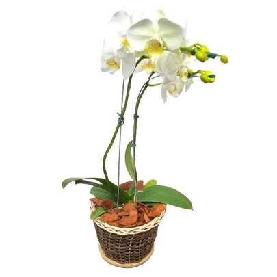 Orquídea Branca no Cestinho
