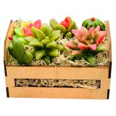 Caixote de Suculentas, Sabonete Perfumado