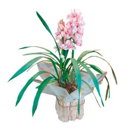 Imagem de Orquídea Cymbidium Plantado 