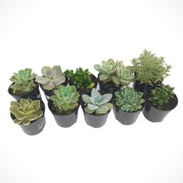 Imagem de Dez Mini Suculentas Variadas