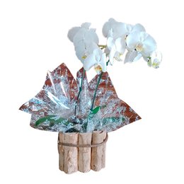 Imagem de Orquídea Phaleanópolis Branca Duas Hastes