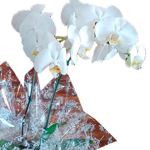 Orquídea Phaleanópolis Branca Duas Hastes
