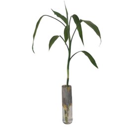 Imagem de Bambu no Vaso de Concreto