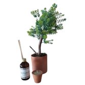 Kit Presente Conexão Botânica