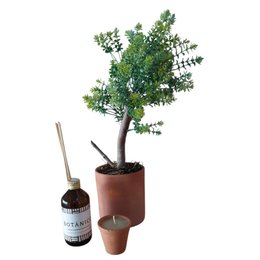 Imagem de Kit Presente Conexão Botânica