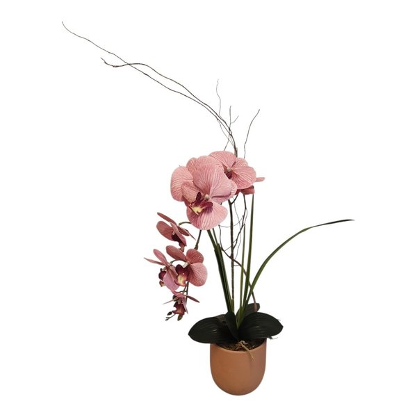  Orquídea Phalaenopsis Rose no Vaso Terracota 
