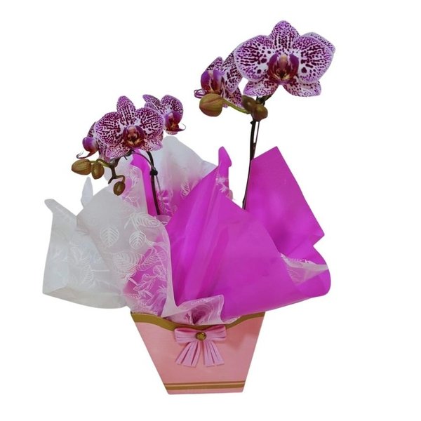 Mini Orquídea Lilás no Cachepô