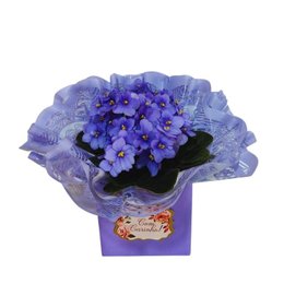 Imagem de Violeta Roxa 