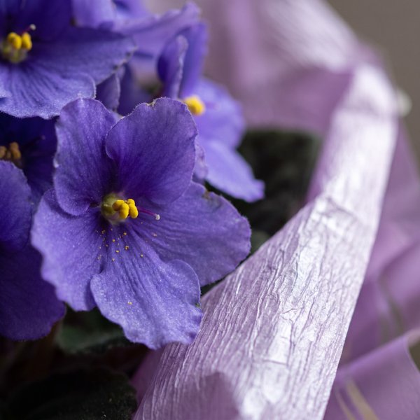 Violeta Roxa 