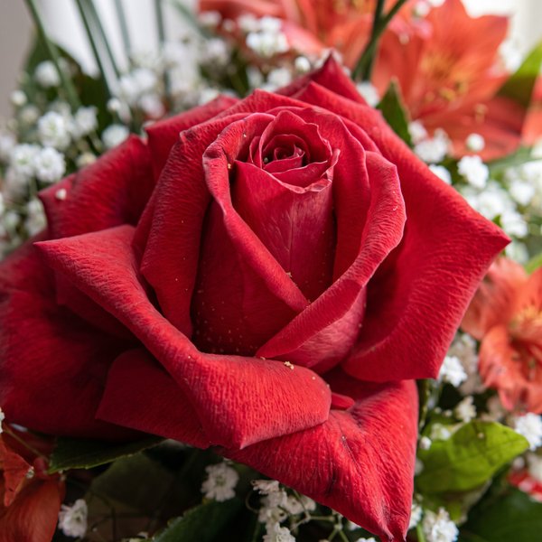 Solitário de Rosa Vermelha