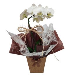 Imagem de Carinho de Orquídea