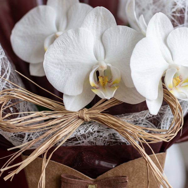 Carinho de Orquídea