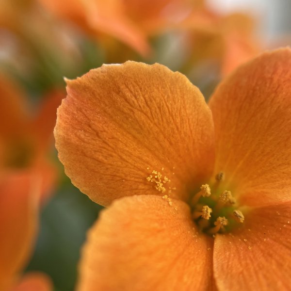 Caixote Amor de Mãe