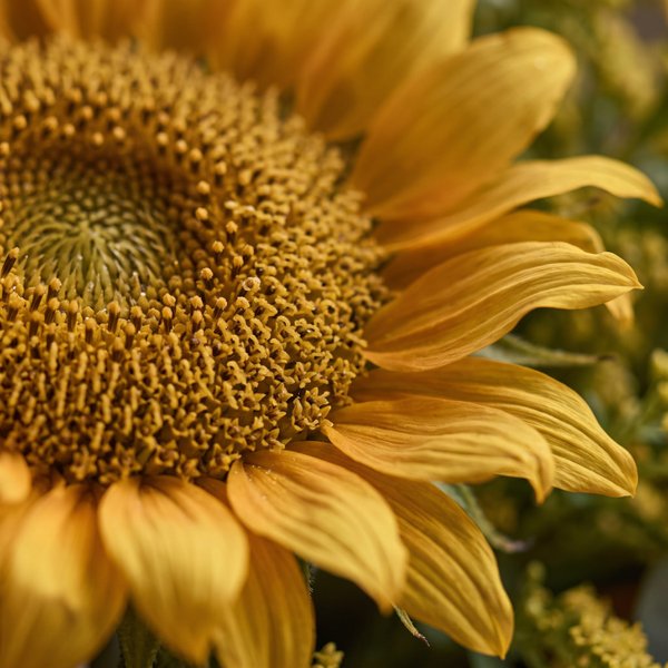 Ramalhete Sunflower