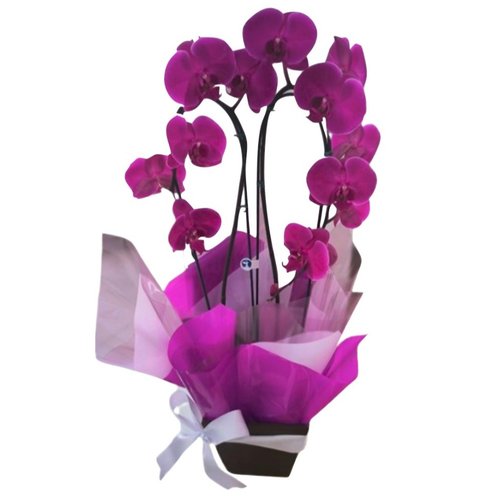 Elegante Orquídea Phalaenopsis Pink No Cachepot