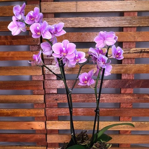 Arranjo de Orquídea Para Presente | Giuliana Flores