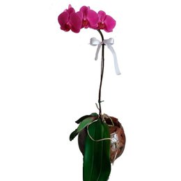 Imagem de Delicada Orquídea no Vidro 