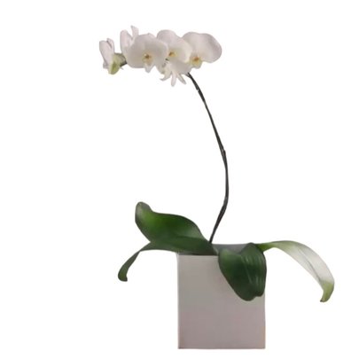Linda Orquídea Branca
