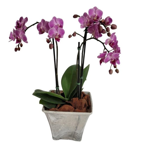 Orquídea Mine Rara Rosa