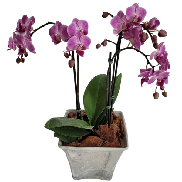 Orquídea Mine Rara Rosa
