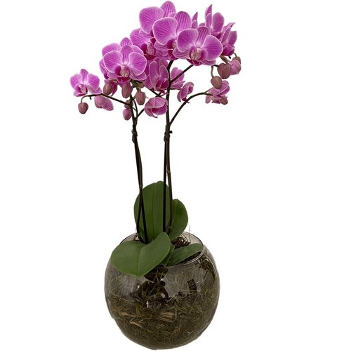 Vaso Vidro Mini Orquídea Lilás 