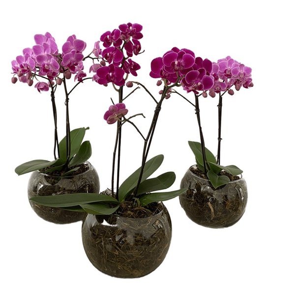 Vaso Vidro Mini Orquídea Lilás 