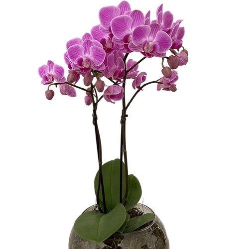 Vaso Vidro Mini Orquídea Lilás 