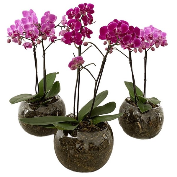 Vaso Vidro Mini Orquídea Lilás 