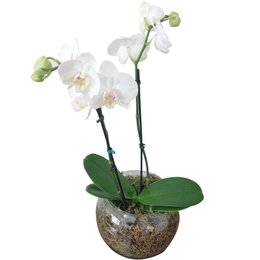 Imagem de Vaso de Vidro Mini Orquídea Branca 