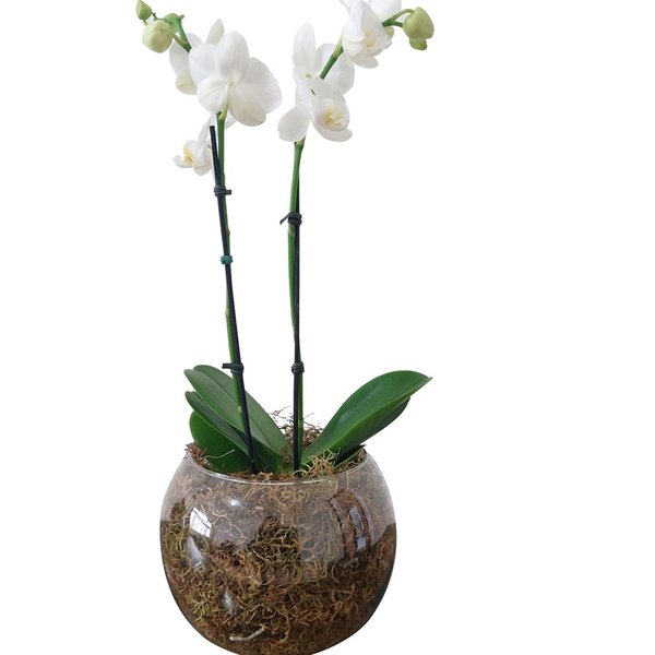 Vaso de Vidro Mini Orquídea Branca 