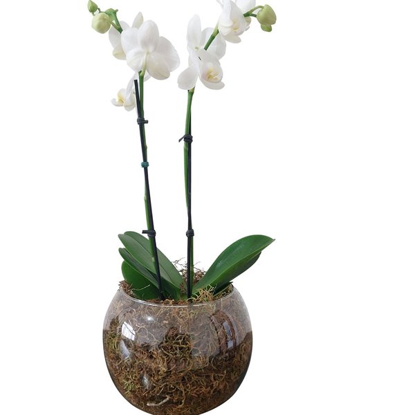 Vaso de Vidro Mini Orquídea Branca 