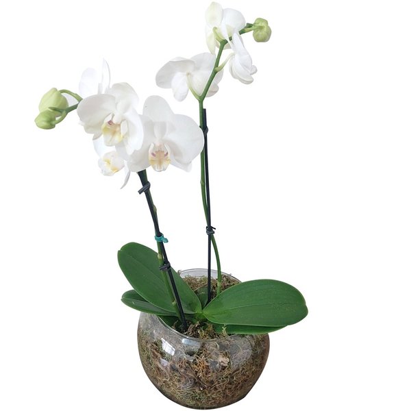 Vaso de Vidro Mini Orquídea Branca 