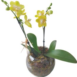 Imagem de Vaso de Vidro Mini Orquídea Amarela