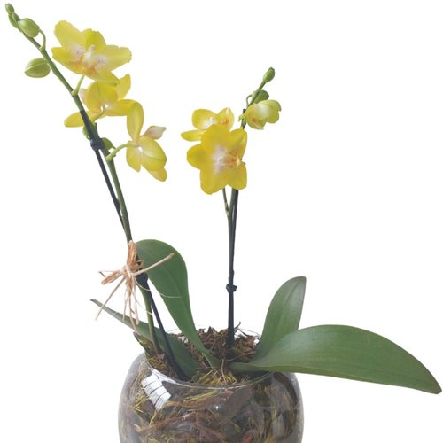 Vaso de Vidro Mini Orquídea Amarela