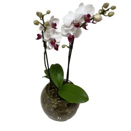 Imagem de Vaso de Vidro Mini Orquídea Mesclada 